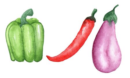 watercolor illustration set of vegetables eggplant purple, Bulgarian green pepper, red chili pepper on a white background drawn by handの写真素材