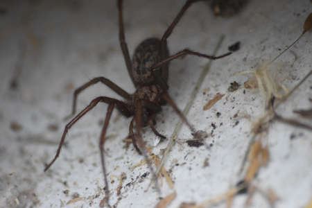 spider