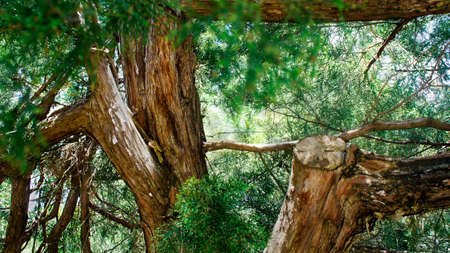 Above on branches among beautiful green coniferous trees in the afternoonの写真素材