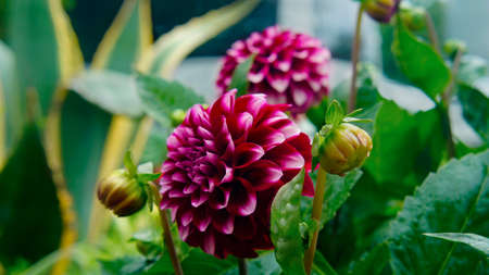 Large lush red white bud on a green bush near kalanÑhoeの写真素材