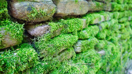 Wall of stone with green lush moss in a receding perspectiveの写真素材
