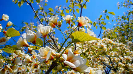 Blooming white orange tree in the spring against the blue sky
