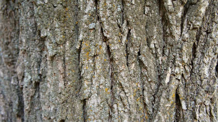 Brown bark of old tree with moss grunge texture backÐ¿ÐºÑ‰Ð³Ñ‚Ð²