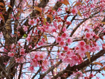 Closed-up Himalayan Cherryの写真素材