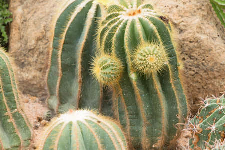 Greenhouse Cactusの写真素材