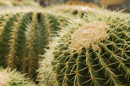 prickly cactus spinesの写真素材