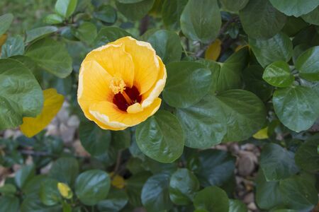 Budding yellow hibiscusの写真素材