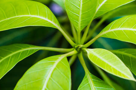 Budding plantsの写真素材