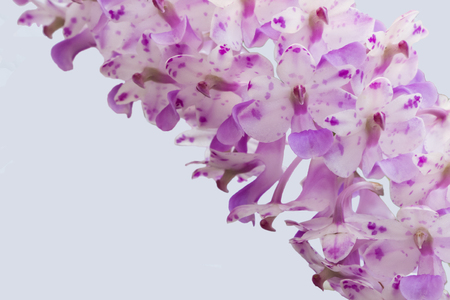 Dendrobium, Thai orchidの写真素材