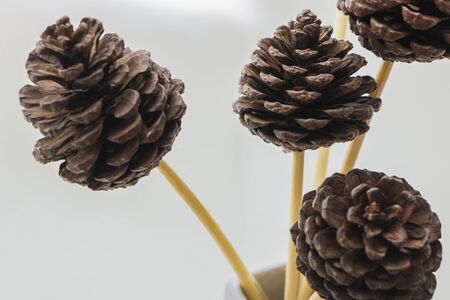 Pine cone for decorationの写真素材