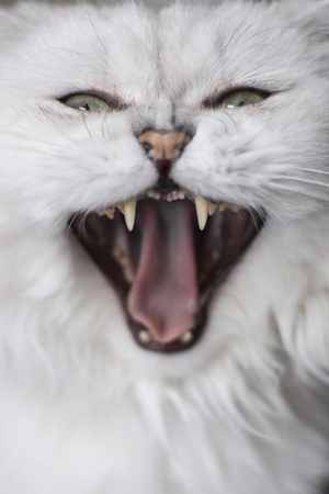 Roaring cat, persian chinchila