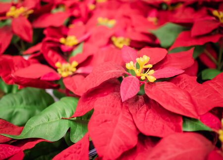 Beautiful red christmas flower poinsettia hanging on market in thailandの写真素材