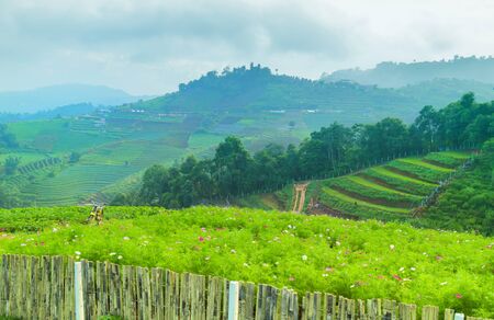 Mountain agriculture field. Vegetable plantation scene in Mon Cham a hill ridge in the area of Mong...