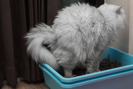 Chinchila persian cat using toilet, litter box, for pooping or urinateの写真素材