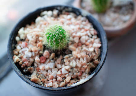 Close-up of Peanut cactus planting in a small black pot and placed next to a glass wallの写真素材