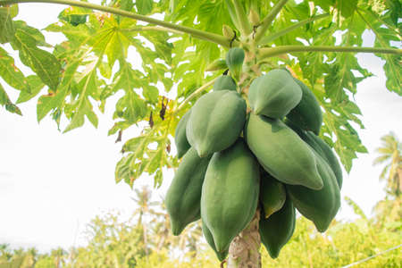 Bunch of fresh green papaya fruits on papaya tree. Family farming. Food industry. Organic food. Material for traditional food in south-east Asia, Som-Tum.の写真素材