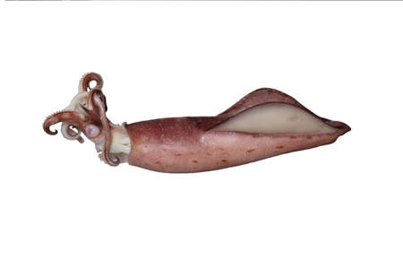 Top view of boiled whole squids on metal plate. Sea food concept. Isolated on whiteの写真素材
