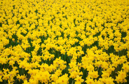Background of blooming yellow Daffodils flower field. Spring flower concept. Selective focusの写真素材