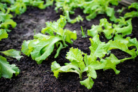 Fresh leaves of green baby lettuce growing in organic farm, vegetable salad. Healthy food.の写真素材
