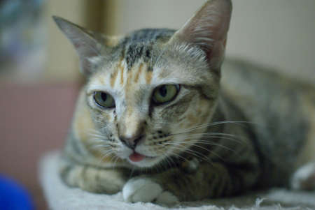 three colors cat