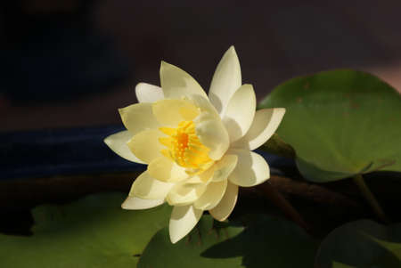 yellow lotusの写真素材