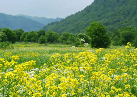 Scenics picture with colza and mountains (Arhiz, Russia)の写真素材