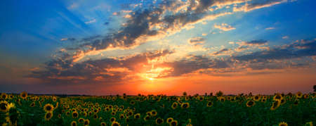 Panoram of sunflowers field with beautyful sunsetの写真素材