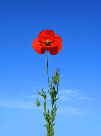 Red poppy on blue backgroundの写真素材