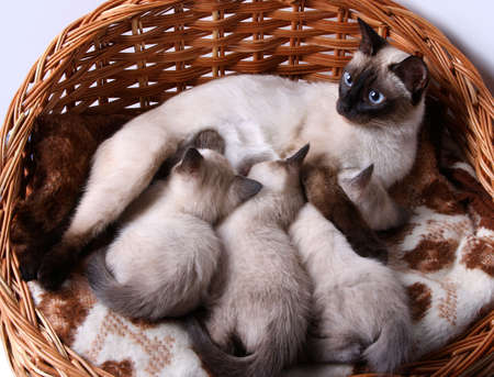 siamese cat with small kittensの写真素材