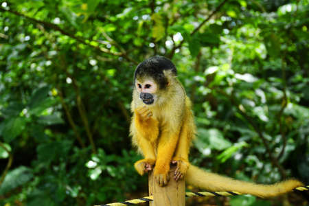 One squirrel monkey on top of a tree looking to the side.の写真素材