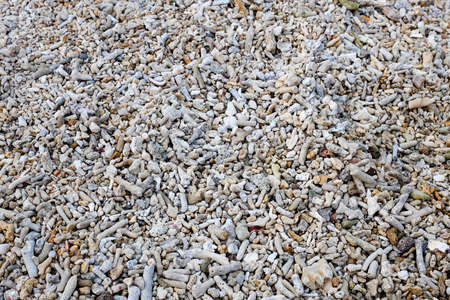 Coral Texture. Coral beach.の写真素材
