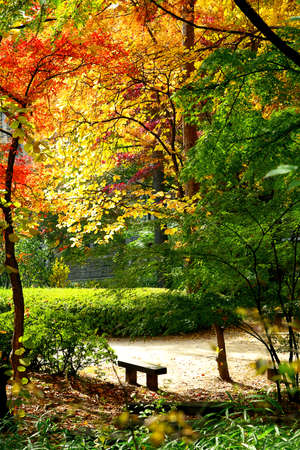 Autumn forest. Colorful forest with sun rays through branches of trees. Scenery of nature with sunlight.の写真素材
