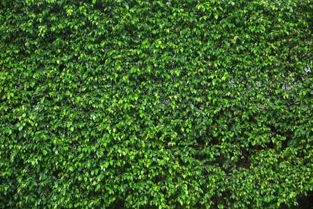 Natural green leaf wall background.の写真素材