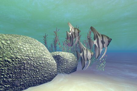 ANGEL FISH