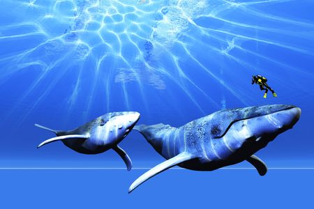 A diver encounters two Humpback whales in the ocean.の写真素材