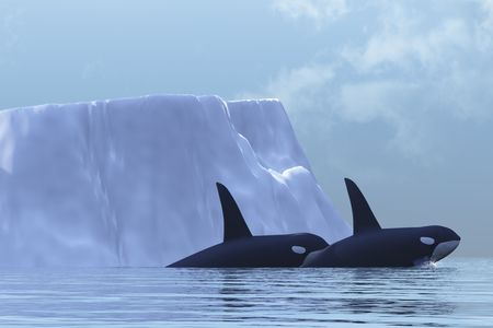 Two Killer Whales swim near an iceberg in the Arctic Ocean.の写真素材