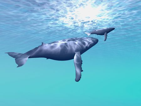 WHALE COMPANY - Two Humpback whales swim together in beautiful ocean waters.の写真素材