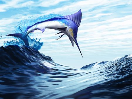 Jump - A beautiful blue marlin bursts through a wave in a spectacular jump.の写真素材
