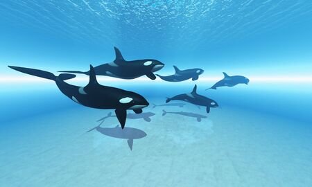 The Hunt - A family of Killer Whales search together for their next meal.の写真素材
