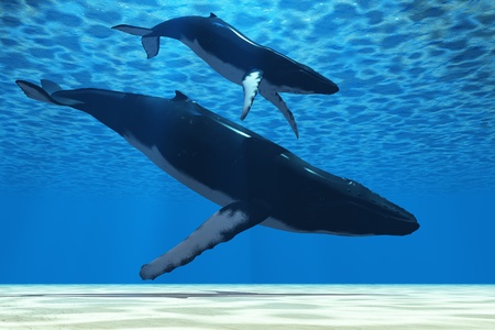 HUMPBACK MOTHER - A Humpback mother whale escorts her calf in the shallows of the ocean.の写真素材