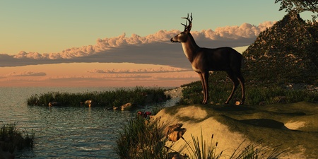 Deer Lake - A beautiful buck with his antlers makes a striking figure overlooking a lake.の写真素材