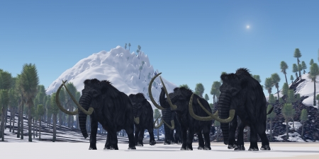 Woolly Mammoth - A herd of Woolly Mammoths migrate to a warmer climate in the Pleistocene Age.の写真素材