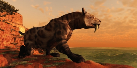 Saber-Tooth Cat 01 - A Smilodon Cat from prehistoric times is on the prowl for his next prey の写真素材