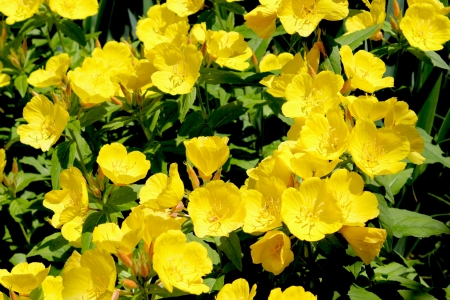 Buttercup Flowers - Yellow - Ranunculus or Buttercup flower is a perennial plant usually flowering in the spring and sometimes in the summer の写真素材