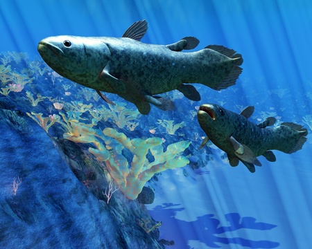 Coelacanth Fish - The Coelacanth fish was believed to be extinct but were discovered in 1938 to still be living の写真素材