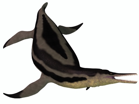 Dolichorhynchops Plesiosaur on White - Dolichorhynchops is an extinct genus of short-neck Plesiosaur from the Cretaceous Period and lived in the oceans of North America の写真素材
