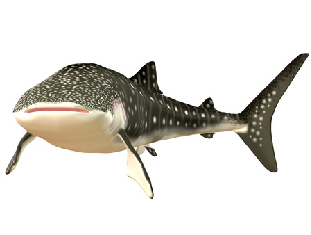 Whale Shark Profile の写真素材