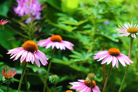 Coneflower - Some species of Coneflower are made into herbal medications called Echinaceous Mistral の写真素材