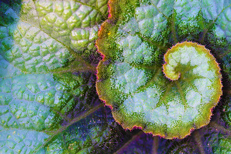 Rex Begonia Leaf - The Rex Begonia is known for its large hairy colorful leaves and is a perennial の写真素材
