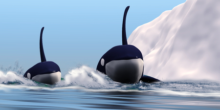 Two Orca Whales - Two bull Killer Whales pass near an iceberg in the north Arctic ocean の写真素材